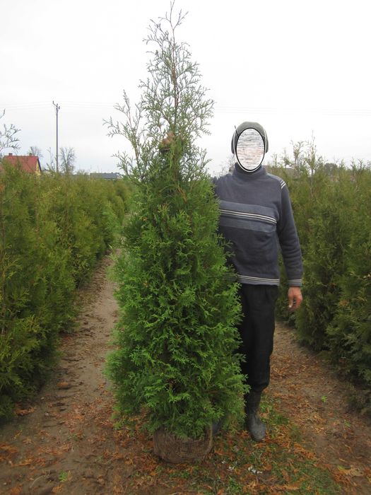 tuja tuje Brabant 250 cm