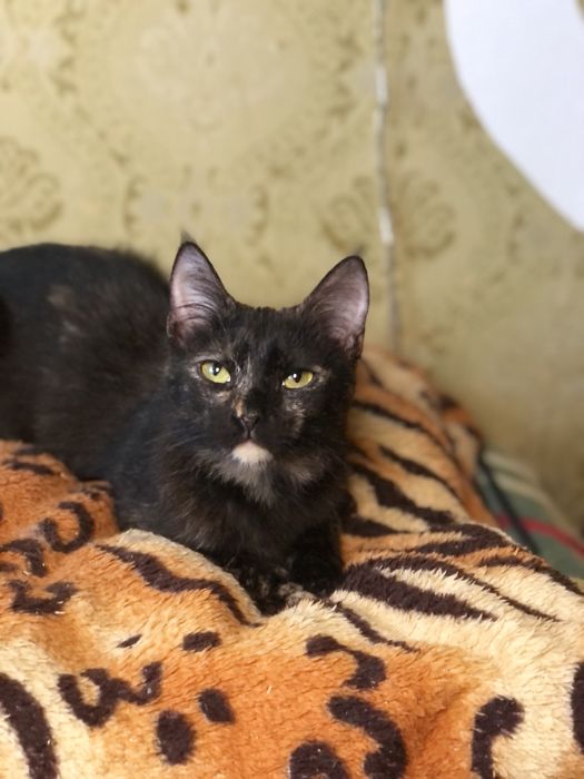 Красивая миниатюрная  кошечка 2 года