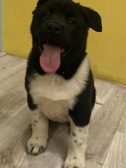 American Akita Dziewczynka