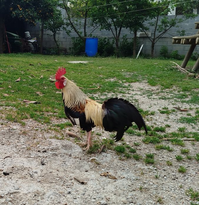 Garnisés traçados Fênix Ofereço