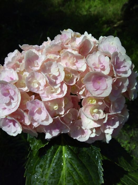 Гортензія мєтєльчата (волотиста)та крупнолистова