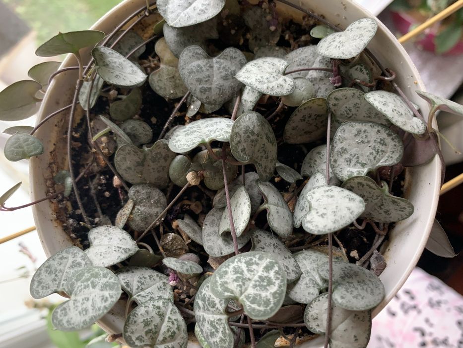 Ампельна Церопегія Вуда