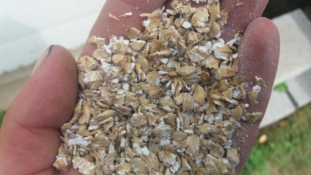 Pszenica owies jęczmień gnieciony