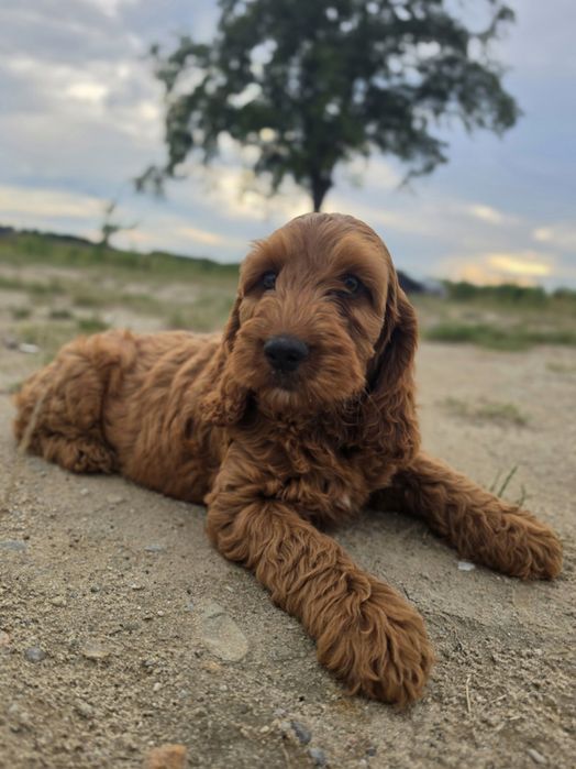 Piesek Cockapoo  f1 Red Brown