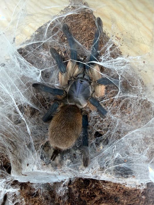 Pająk ptasznik Monocentropus balfouri