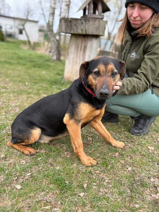 095810 Pluto do adopcji