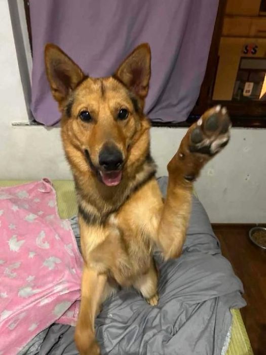 Przemiły Hachi traci dom! Pies w typie owczarka