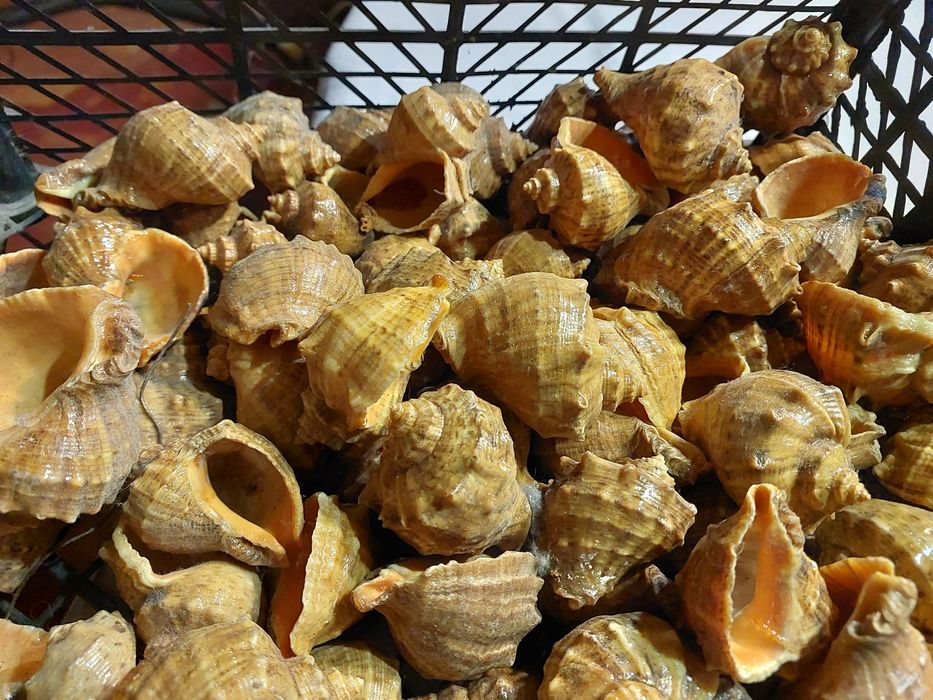 Ракушки. Рапани лакированние