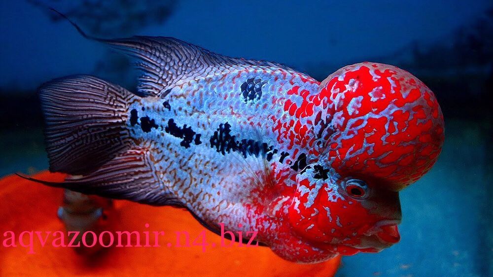 Хорн из Азии ZZ Аквариумные Цихлиды