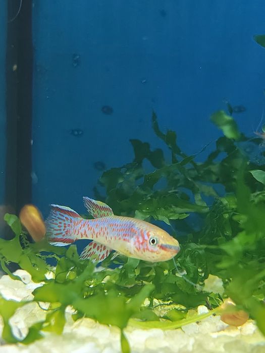 Killiie gardneri macho