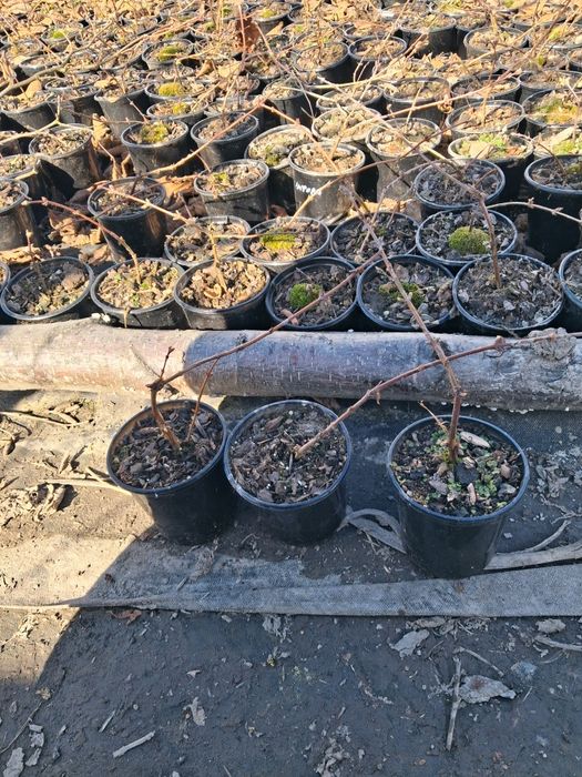 Продається жимолость їстівна