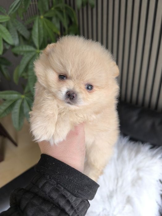 Spitz Anão Lulu da Pomerânia. Menino . Perfeito