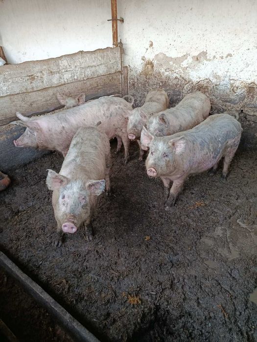 Продам свиней (70-120 кг)
