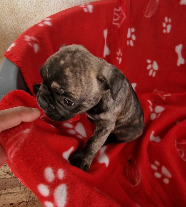 Menino bulldog tigrado