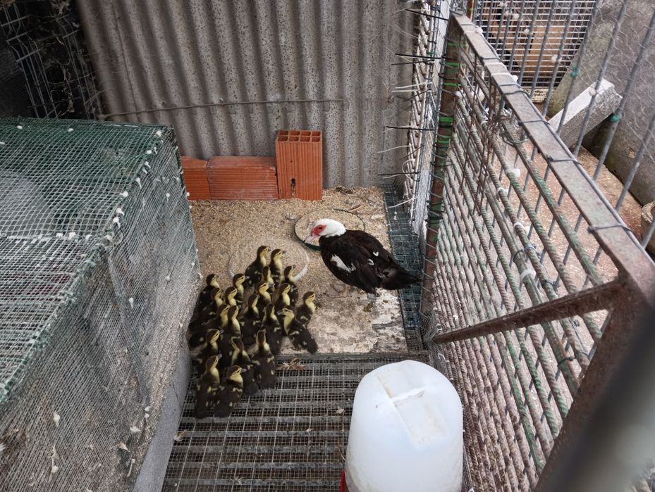 Patos mudos aves