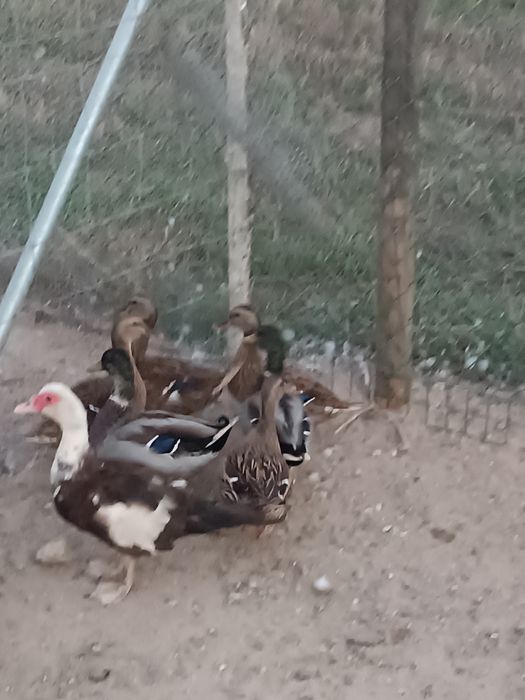 Patos               .