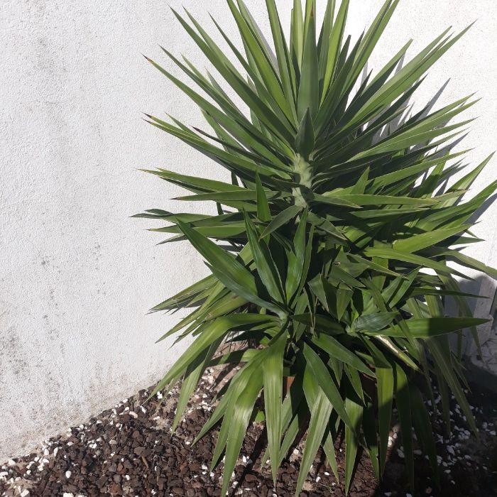 Palmeira / planta yuca elefante