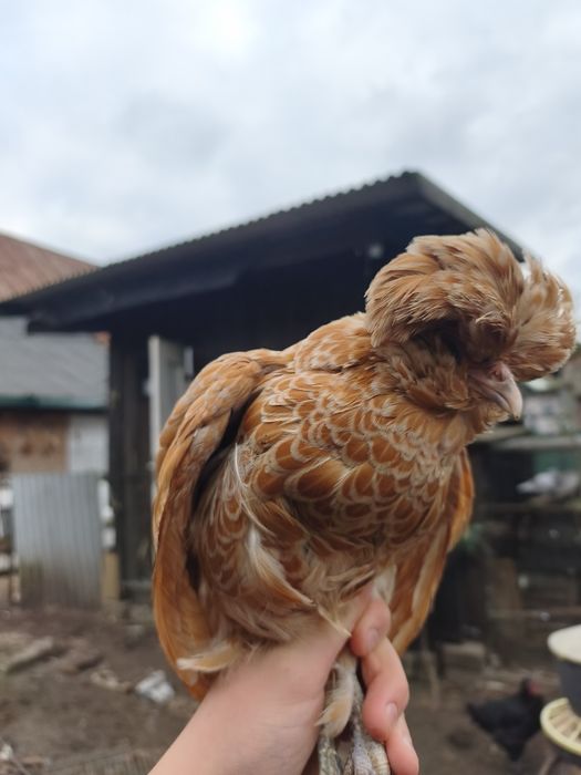 Sprzedam kurę czubatki miniaturowej