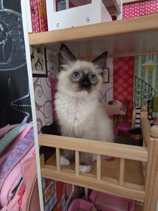 Kocięta Ragdoll szukają swoich domków