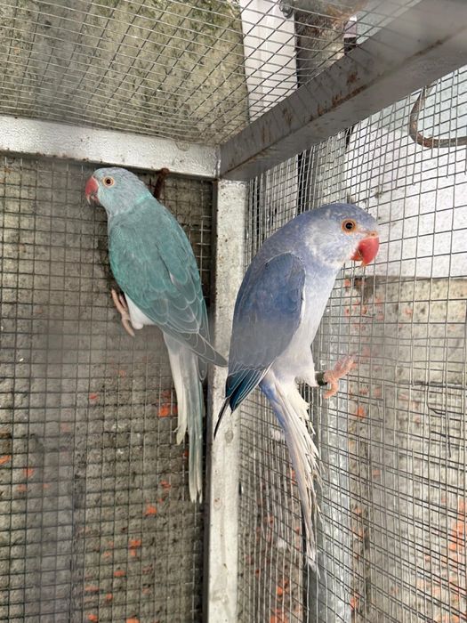 Casal de ring necks