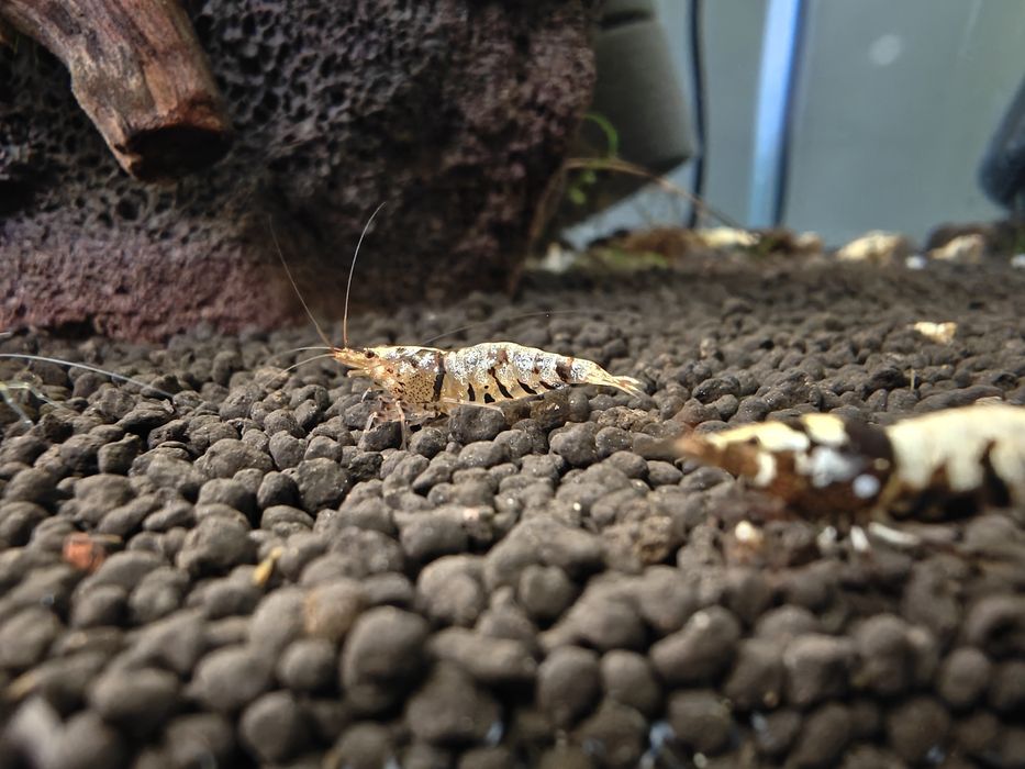 Krewetki Caridina Black Fancy Tiger
