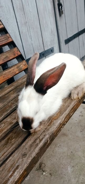 Кролики термонці та каліфорнійці