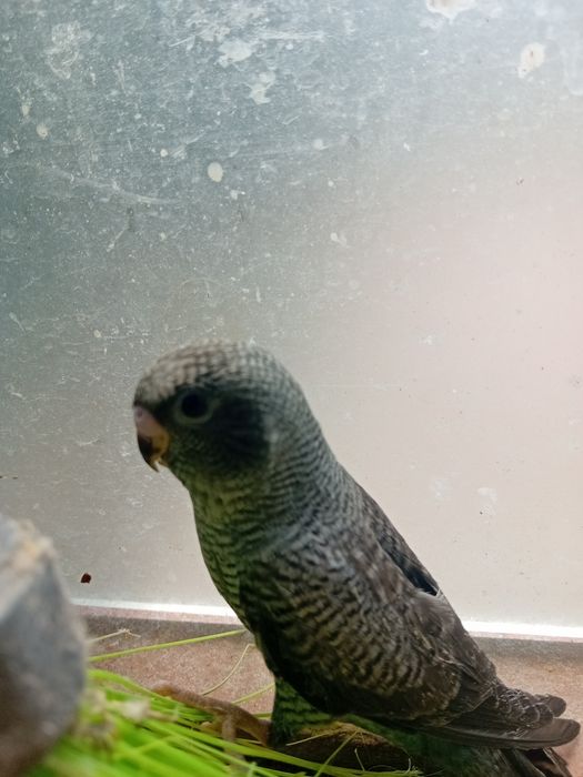 Para ceder aves de qualidade