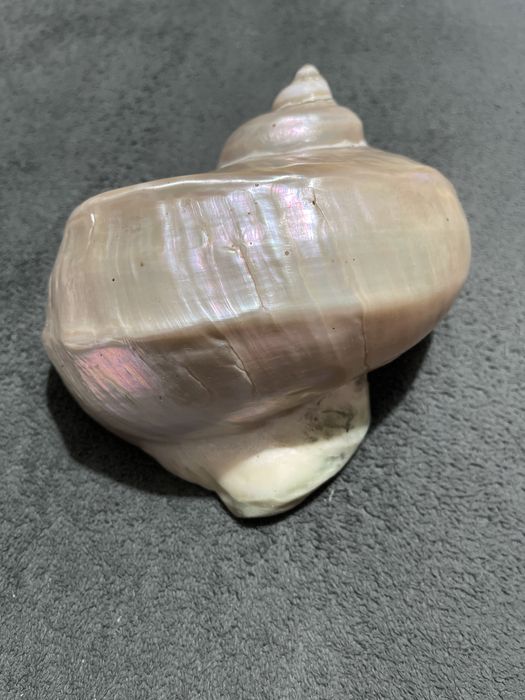 Caracol do mar cor pérola