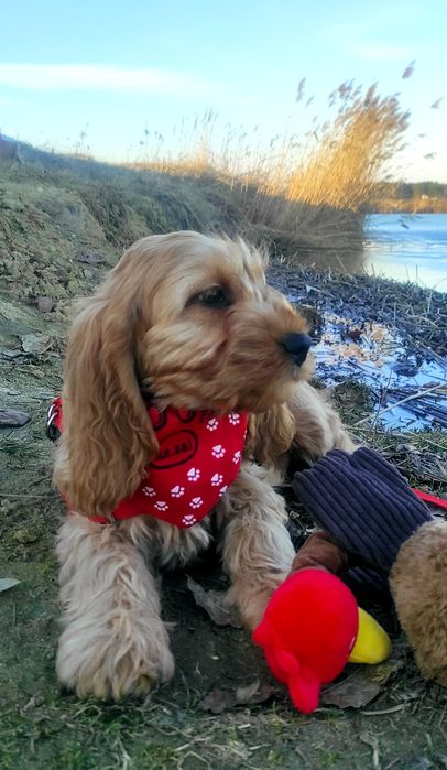 Piesek Cockapoo & pudel