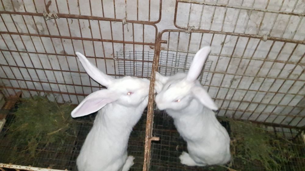 Продам Кролики самці та самки