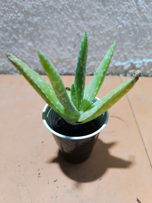 Promoção suculentas 2 por 1 euro