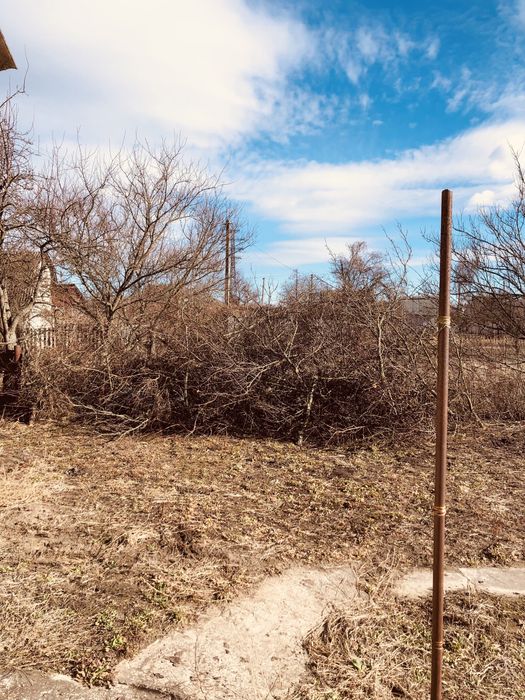 Отдам ветки фруктовых деревьев