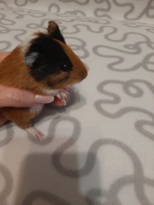 Морські свинки - антидепресантики)