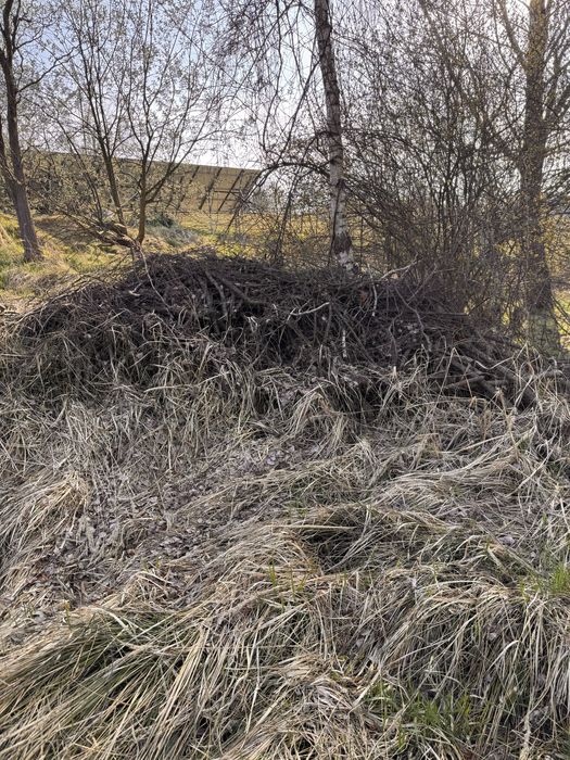 Oddam galezie i drewno!