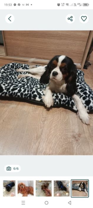 Cavalier King Charles spaniel Zapraszam