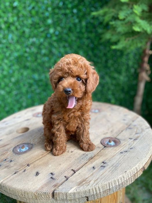 Той пудель супер малюк