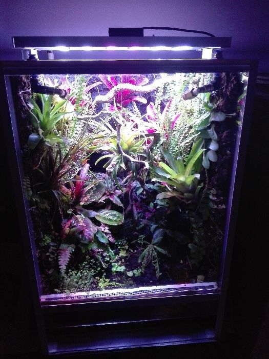 Rośliny do wiwarium terrarium paproć Asplenium spec. Panama