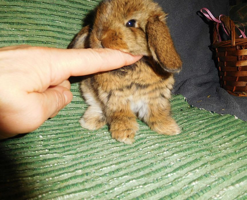Śliczne króliczki Mini Lop
