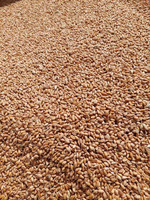 Продам зерно пшениці 9 гр.