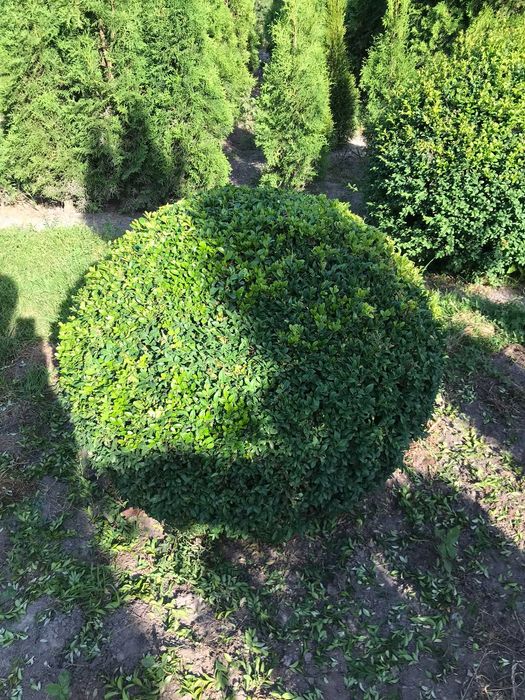 Самшит вічнозелений