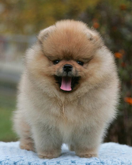 Мішка VIP-класу. КСУ