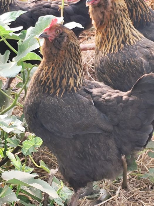 Casal olive egger
