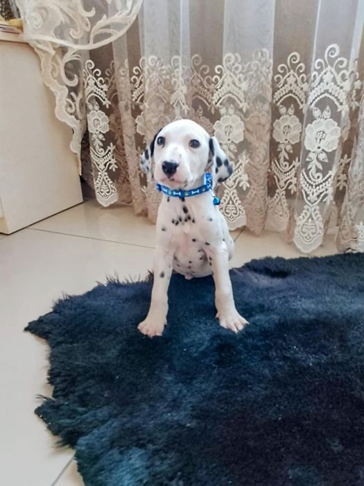 Piesek dalmatyńczyk