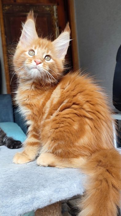 Мейн Кун кот для вязки