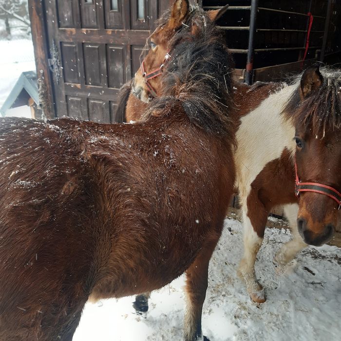 Sprzedam konie huculskie