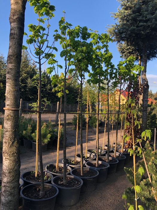 LIPA Drobnolistna odm. GREENSPIRE 350 cm wys. donica 65l