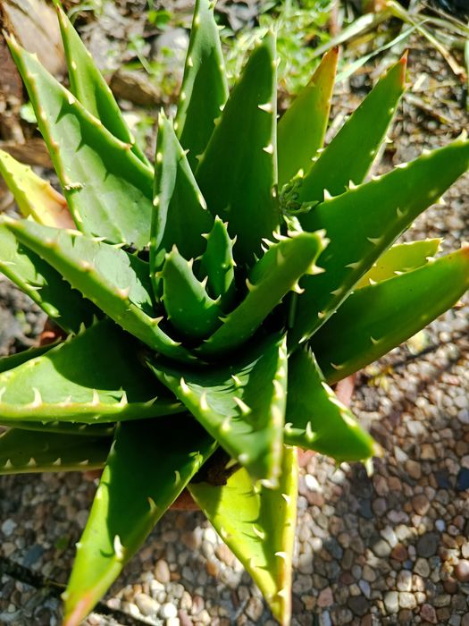 Suculentas de várias espécies