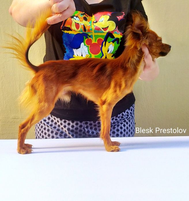 Золотой мальчик! Длинношерстный Той с родословной КСУ