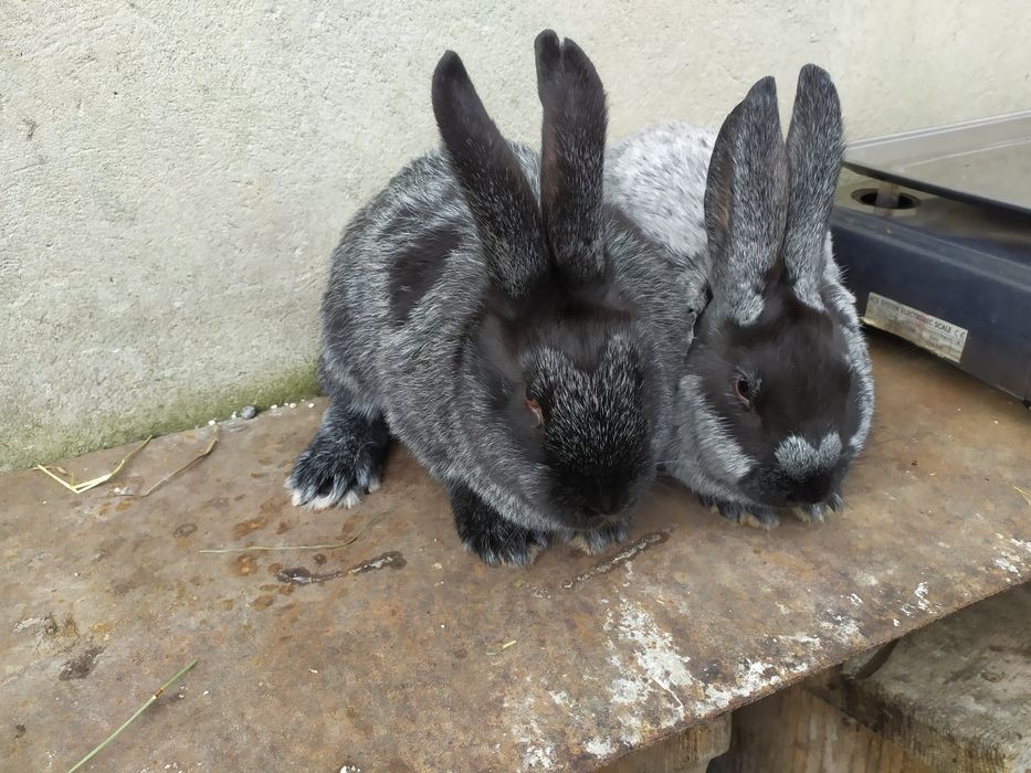 Продаю Полтавське срібло