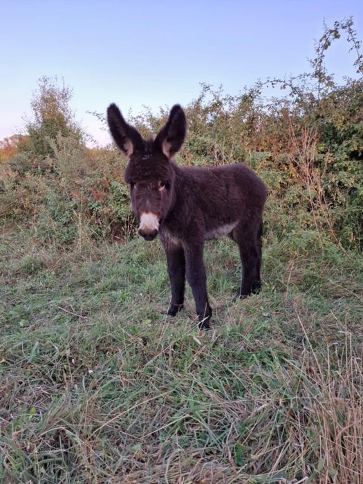 Burrinho com 9 meses